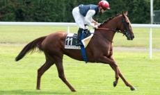 Filly