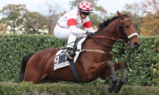 Coquind'Ouilly