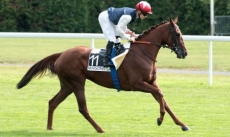 Foundation Filly