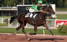 Tulipe du Rib